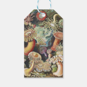 Haeckel Sea Anemones Nautical Sea Life Art Collage Gift Tags