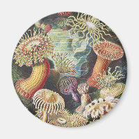 Haeckel Sea Anemones Nautical Sea Life Art Collage