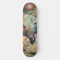 Haeckel Sea Anemones Nautical Sea Life Art Collage