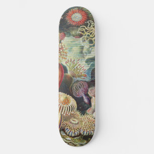 Haeckel Sea Anemones Nautical Sea Life Art Collage Skateboard