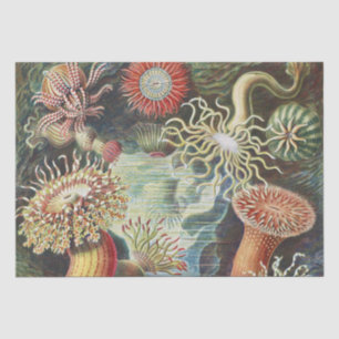 Haeckel Sea Anemones Nautical Sea Life Art Collage Tissue Paper