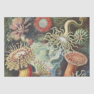 Haeckel Sea Anemones Nautical Sea Life Art Collage Tissue Paper