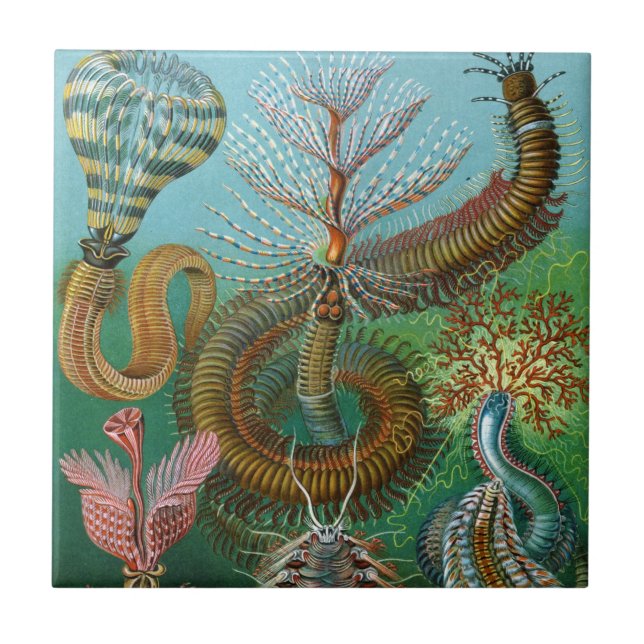 Haeckel Sea Worms Ceramics Tile (Front)
