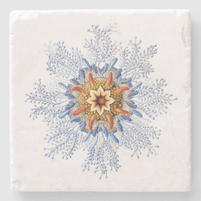 Haeckel Siphonophora Coaster (Front)