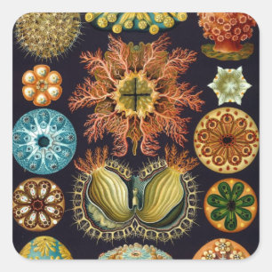 Haeckel Square Sticker