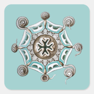 Haeckel Square Sticker