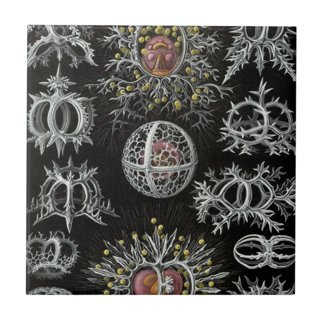 Haeckel Stephoidea Tile (Front)