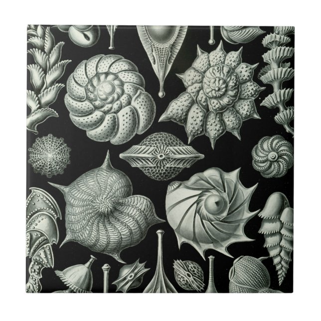 Haeckel Thalamophora Tile (Front)