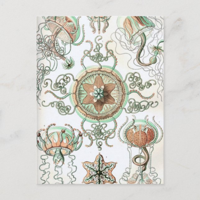Haeckel Trachomedusae Postcard (Front)