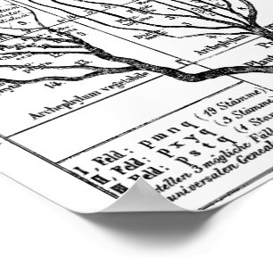 Haeckel Tree of Life Poster