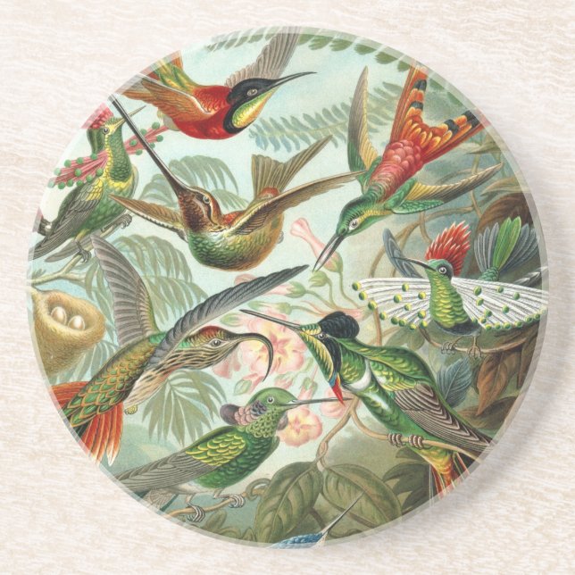 Haeckel Trochilidae Coaster (Front)
