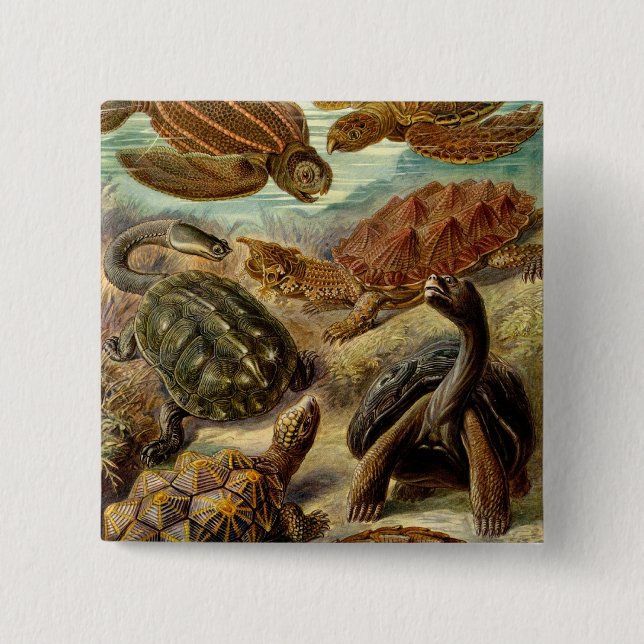 Haeckel Turtles 15 Cm Square Badge (Front)