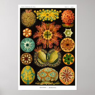 HAECKEL'S ASCIDIACEA POSTER