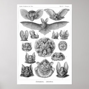 Haeckel's Bats Poster
