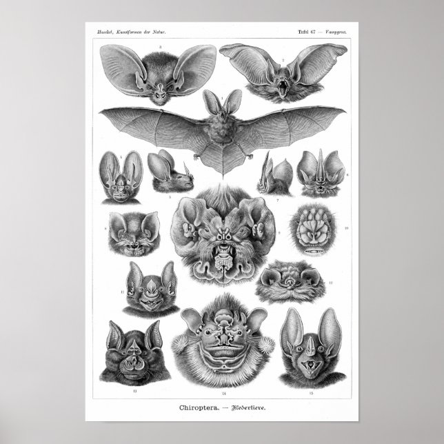 Haeckel's Bats Poster (Front)