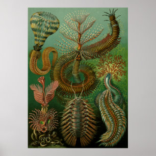 Haeckel's Chaetopoda Poster
