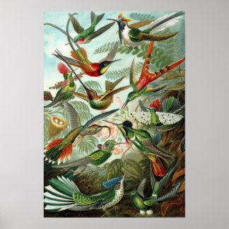 Haeckel's Hummingbirds Poster