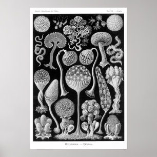 Haeckel's Mycetozoa Poster