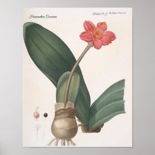 Haemanthus Coccineus Poster