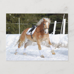 Haflinger 4 postcard