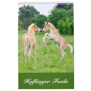 Haflinger Foals 2017 Calendar