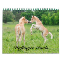 Haflinger Foals - size medium