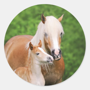 Haflinger Horse Cute Baby Foal Kiss Mum Pony Photo Classic Round Sticker