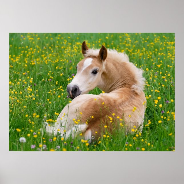 Haflinger Horse Cute Foal Flowerbed, Animal Photo Poster (Front)