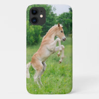 Haflinger Horse Cute Foal Frolicking and Playing -