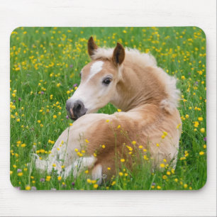 Haflinger Horse Cute Foal in a Flowerbed, Supply Mouse Mat