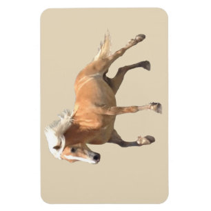 Haflinger Horse Magnet. Magnet