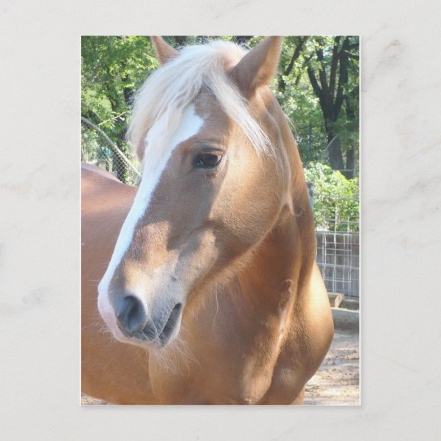 Haflinger Horse Postcard (Front)