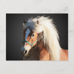 Haflinger Horse Postcard