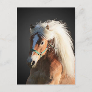 Haflinger Horse with beautiful mane Postcard