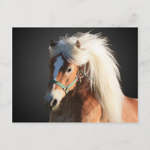 Haflinger Horse with beautiful mane Postcard