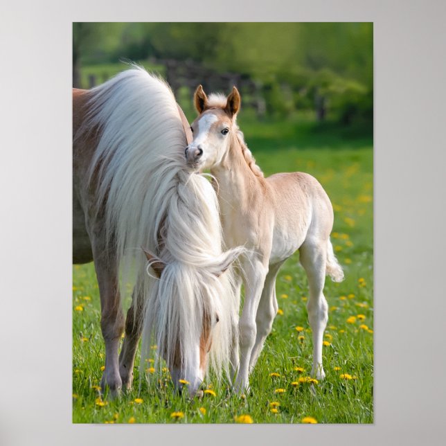 Haflinger Horses Cute Baby Foal With Mum Photo on Poster (Front)
