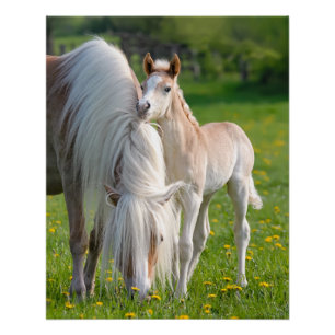 Haflinger Horses Cute Baby Foal With Mum Photo * Poster