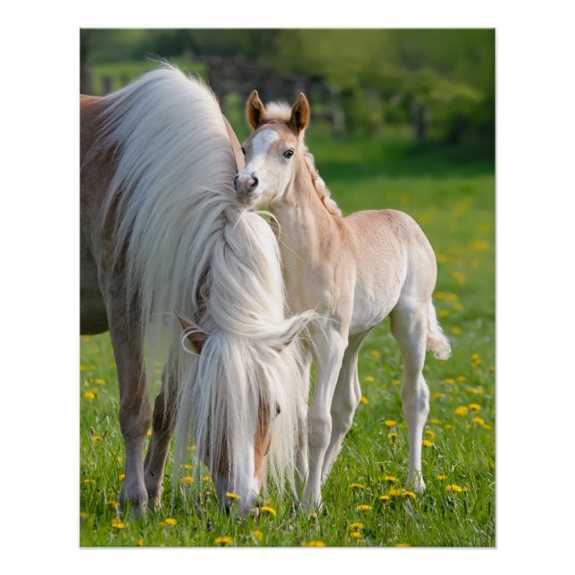 Haflinger Horses Cute Baby Foal With Mum Photo * Poster (Front)