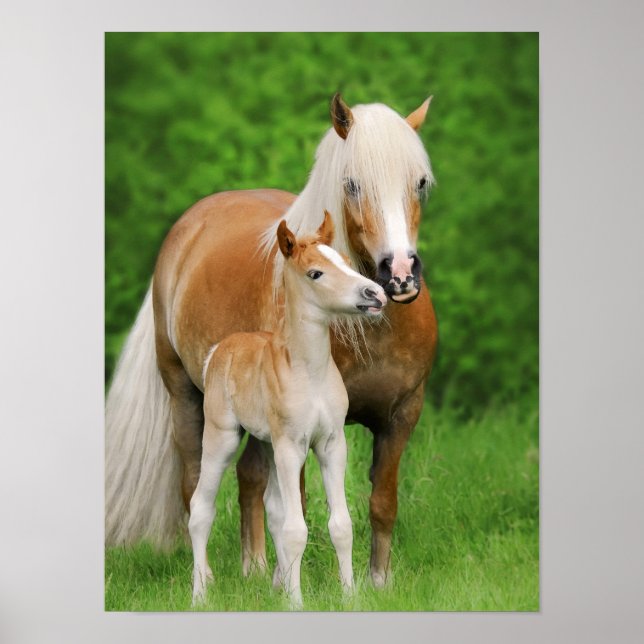 Haflinger Horses Cute Foal Kiss Mum Animal Photo Poster (Front)