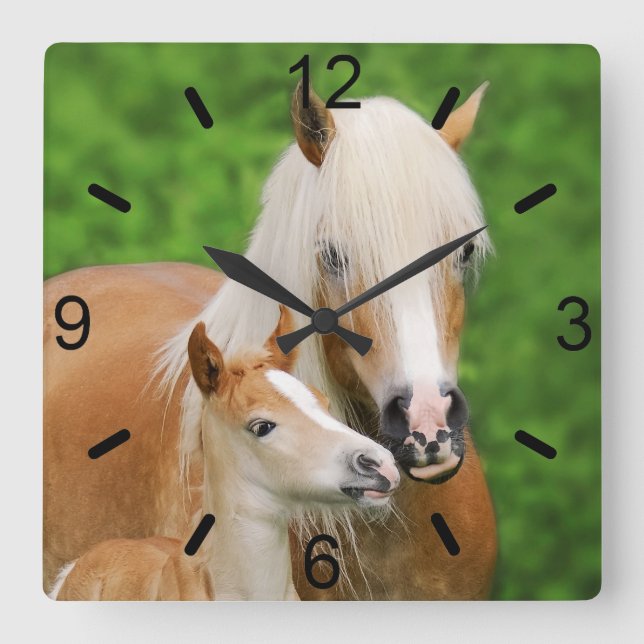 Haflinger Horses Cute Foal Kiss Mum / dial-plate Square Wall Clock (Front)