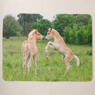 Haflinger Horses Cute Foals Friends Rearing Photo Sherpa Blanket
