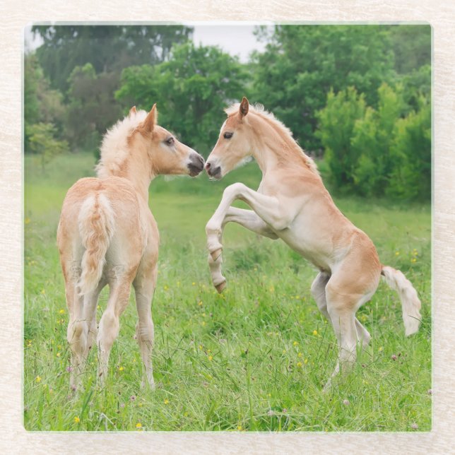 Haflinger horses cute foals rearing and playing - glass coaster (Front)