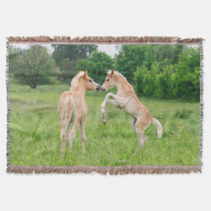 Haflinger horses cute foals rearing - blanket