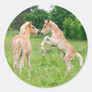 Haflinger horses cute foals rearing classic round sticker