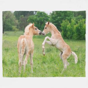 Haflinger Horses Cute Foals Rearing, cosy Fleece Blanket