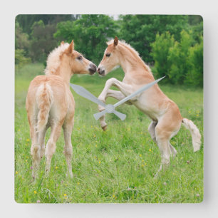 Haflinger Horses Cute Foals Rearing Funny  acrylic Square Wall Clock