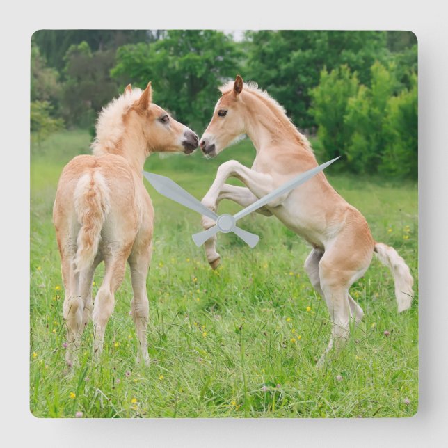 Haflinger Horses Cute Foals Rearing Funny  acrylic Square Wall Clock (Front)