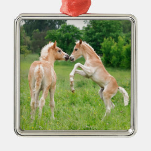 Haflinger horses cute foals rearing metal tree decoration