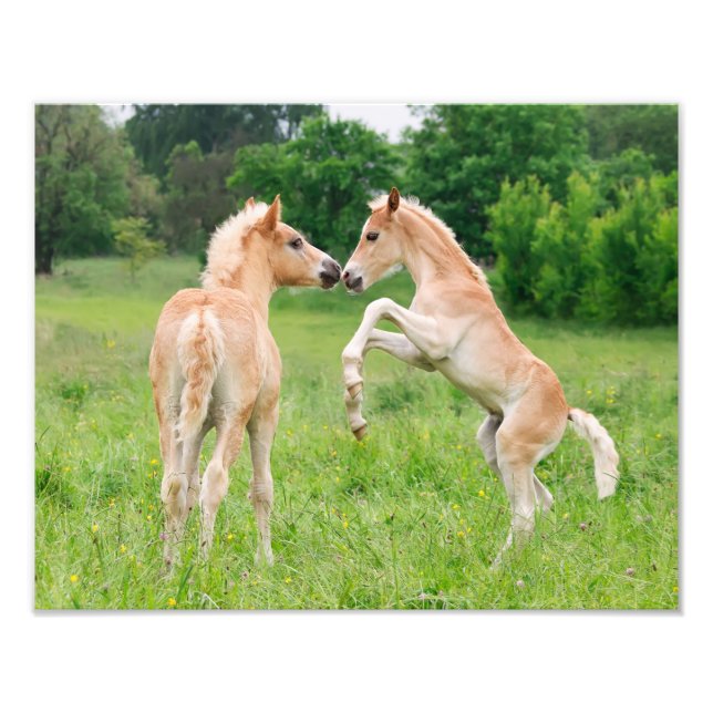 Haflinger Horses Cute Foals Rearing - Paperprint Photo Print (Front)