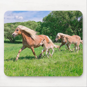 Haflinger Horses with Cute Foals Run Funny Photo - Mouse Mat